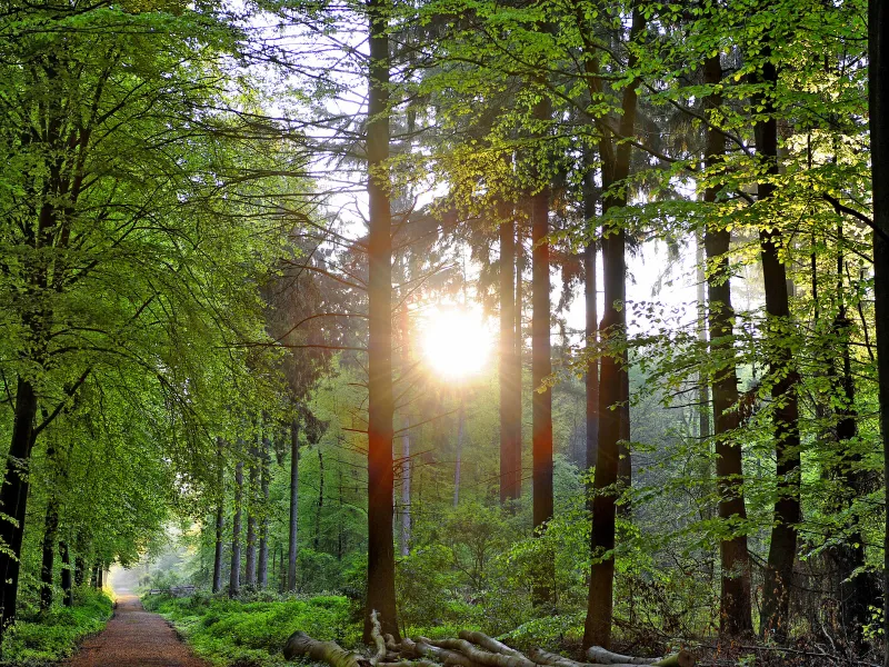 Foto: Thomas Momsen, Uedemer Hochwald